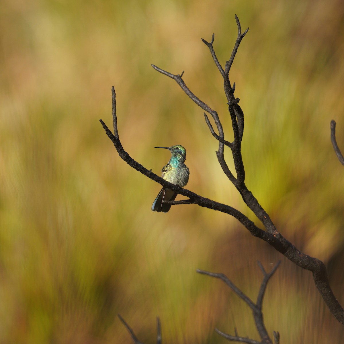 White-vented Violetear - ML645135901
