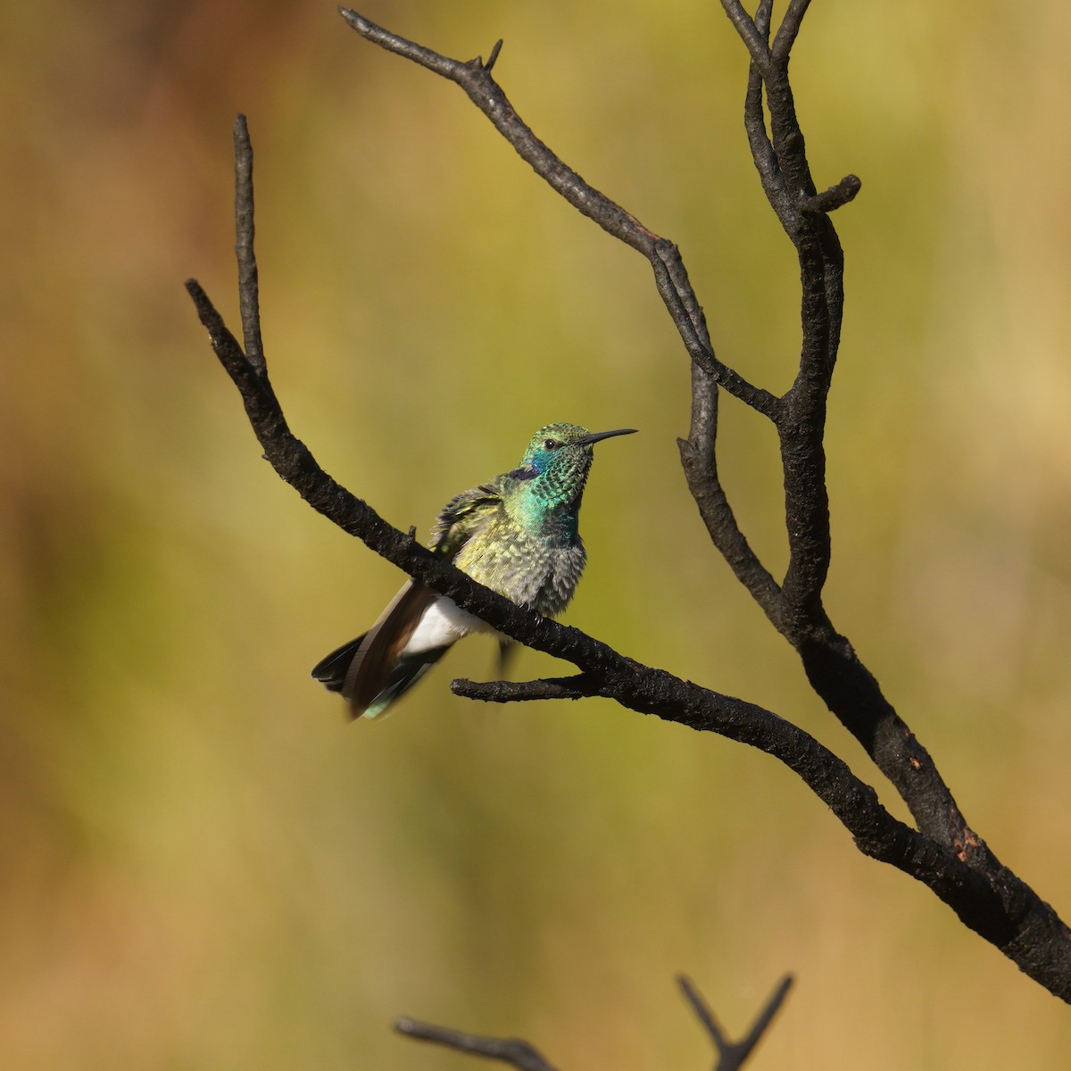 White-vented Violetear - ML645135902