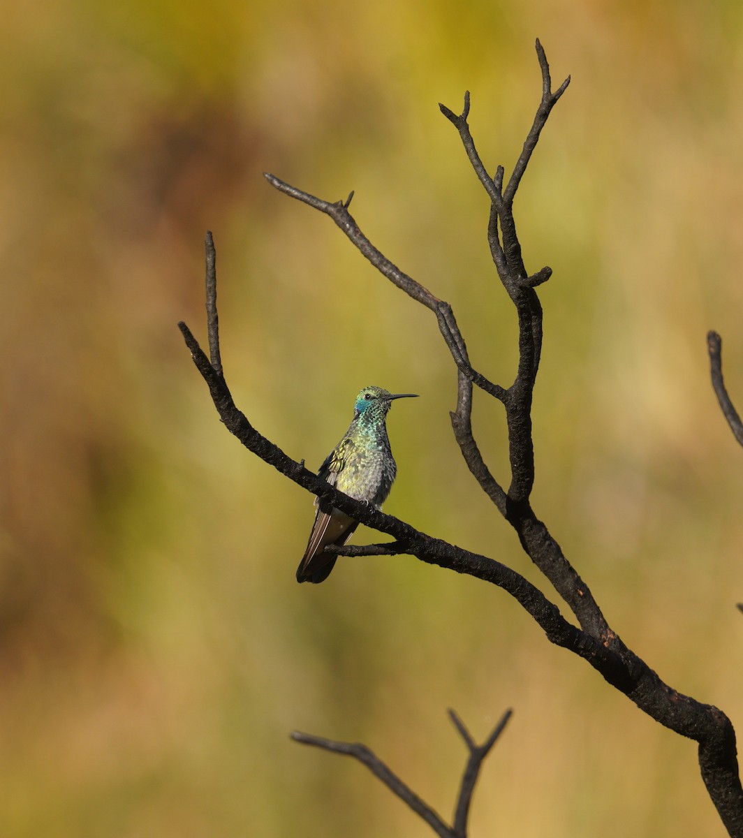 White-vented Violetear - ML645135903