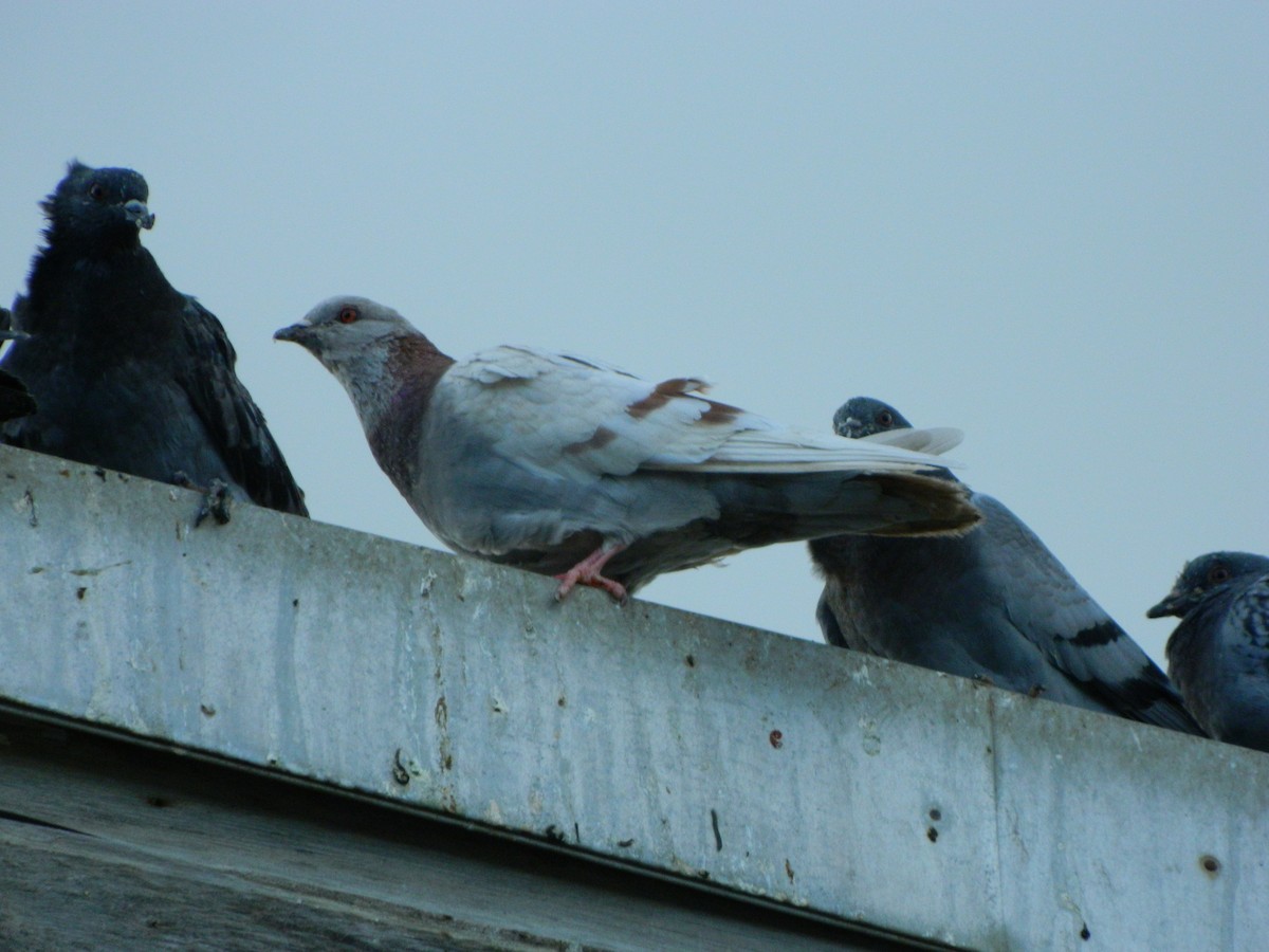 Kaya Güvercini (evcil tip) - ML645135908