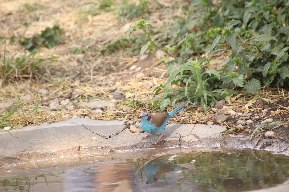 Red-cheeked Cordonbleu - ML645135909