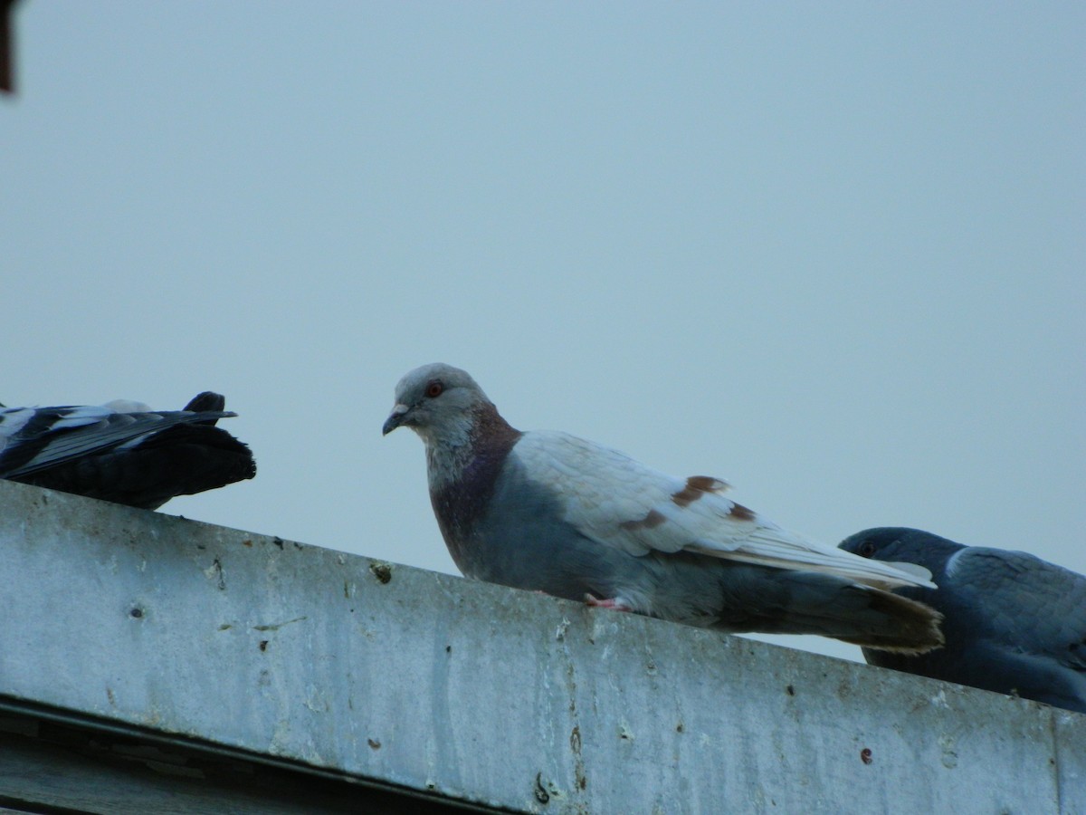 Kaya Güvercini (evcil tip) - ML645135911