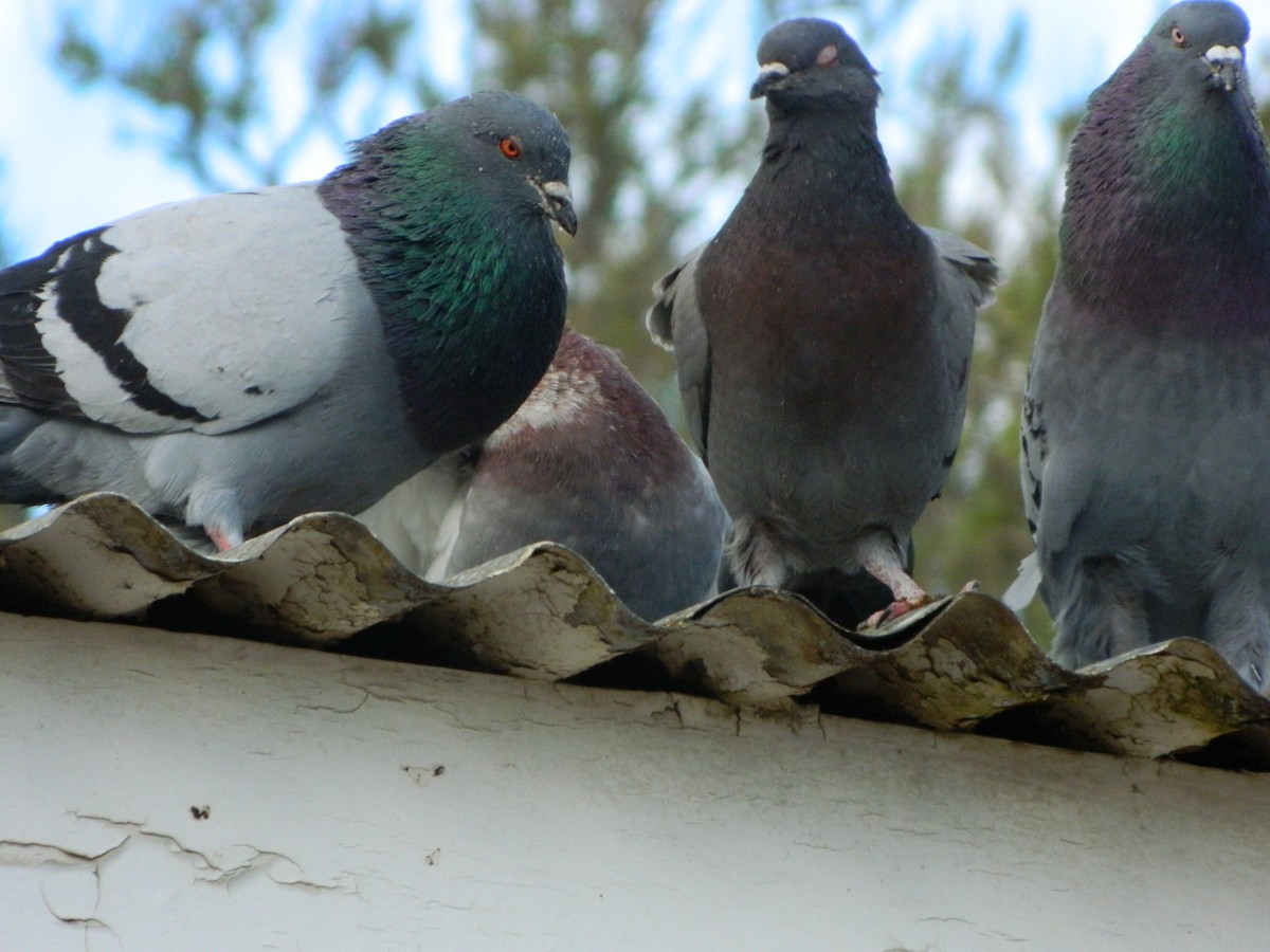 Kaya Güvercini (evcil tip) - ML645135915