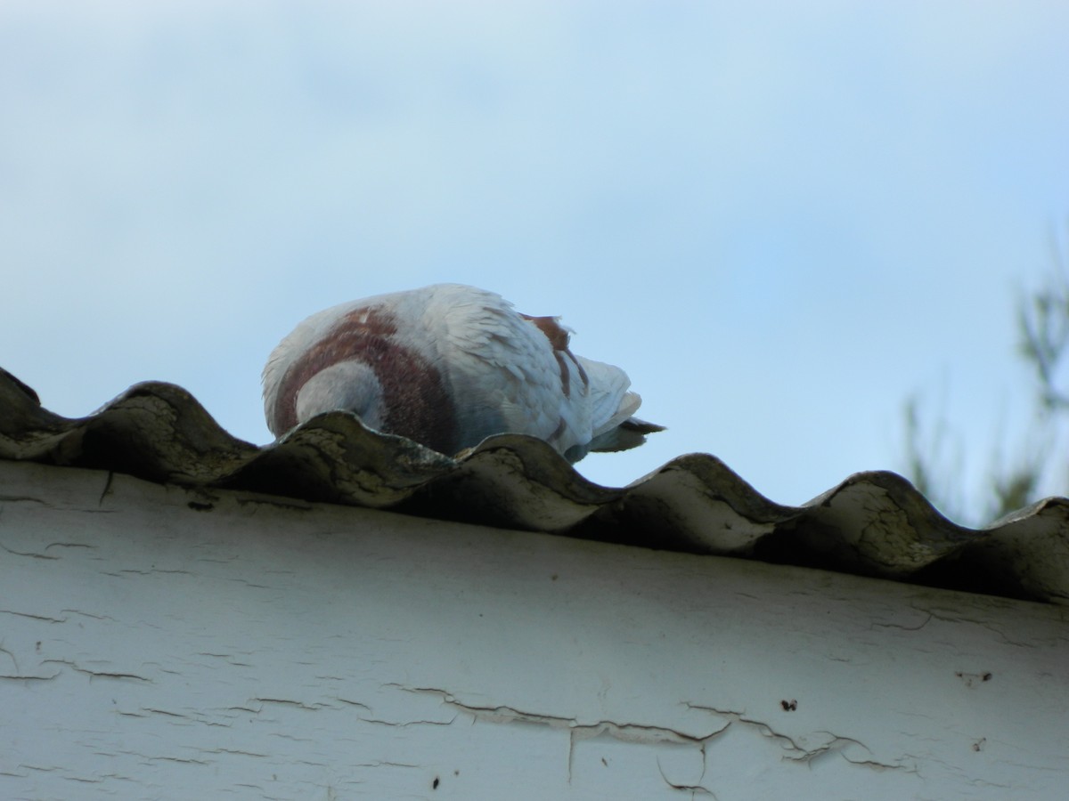 Kaya Güvercini (evcil tip) - ML645135917