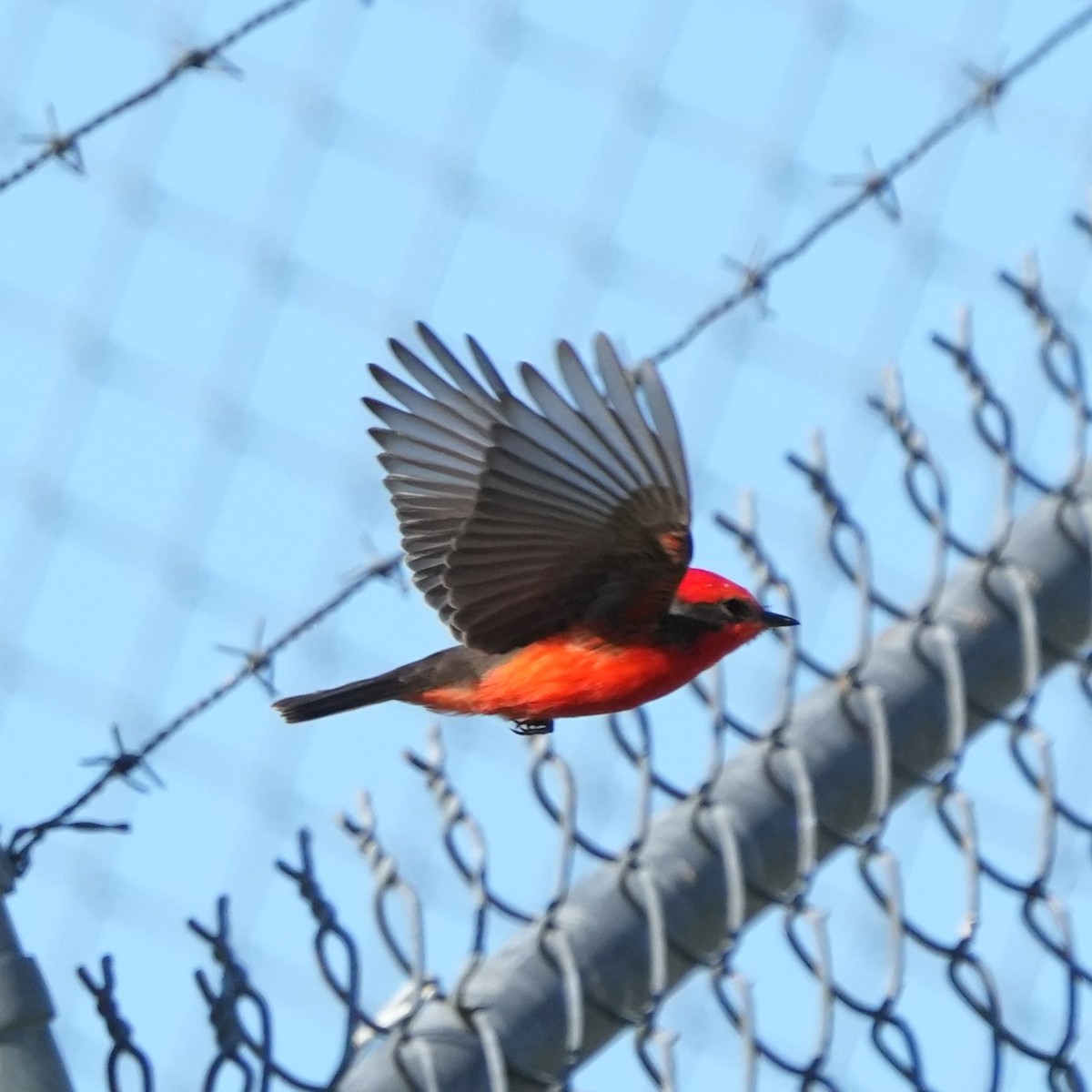 Vermilion Flycatcher - ML645135925