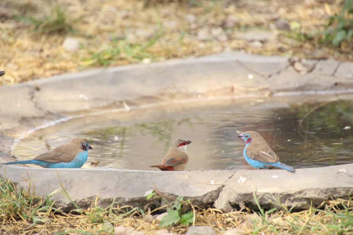 Crimson-rumped Waxbill - ML645135927