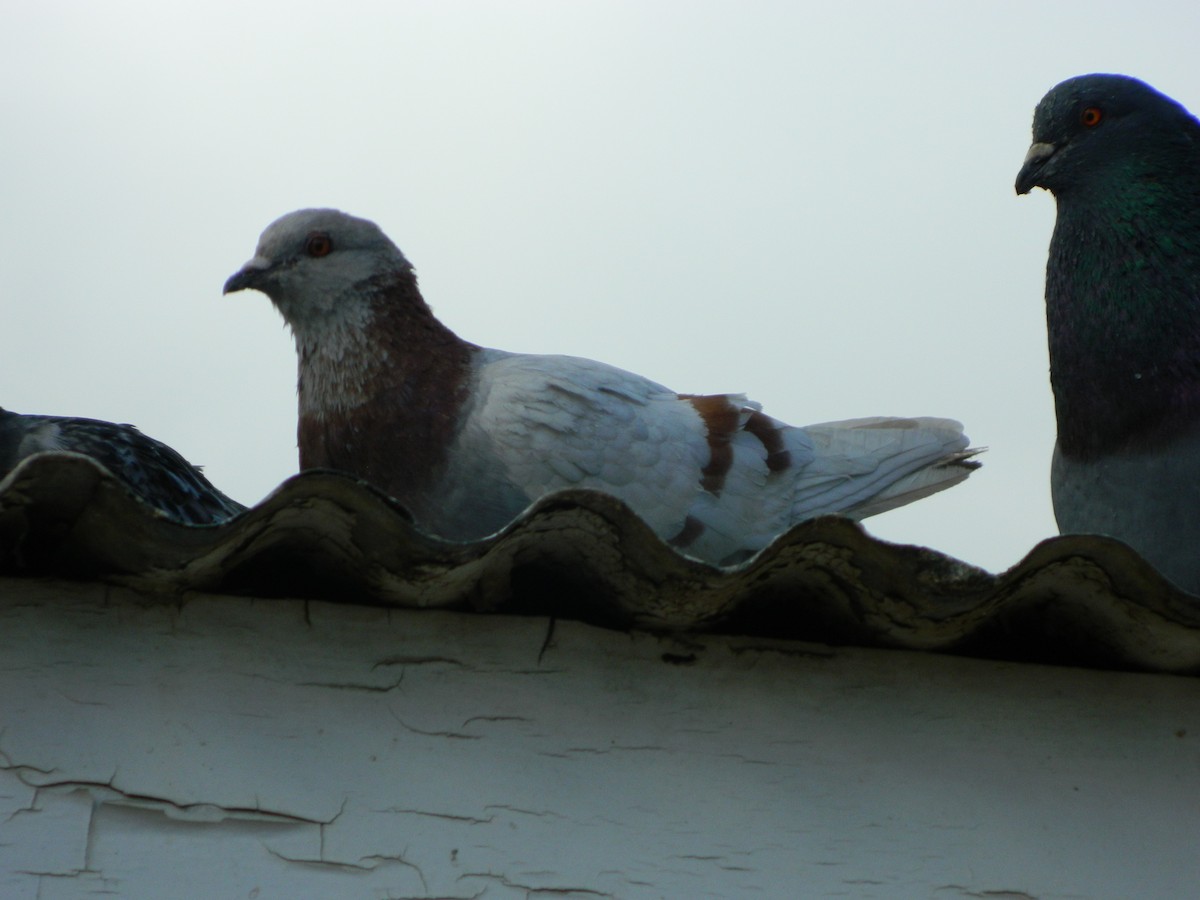 Kaya Güvercini (evcil tip) - ML645135930