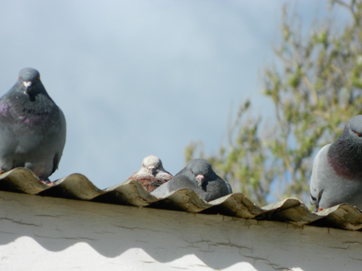 Kaya Güvercini (evcil tip) - ML645135934