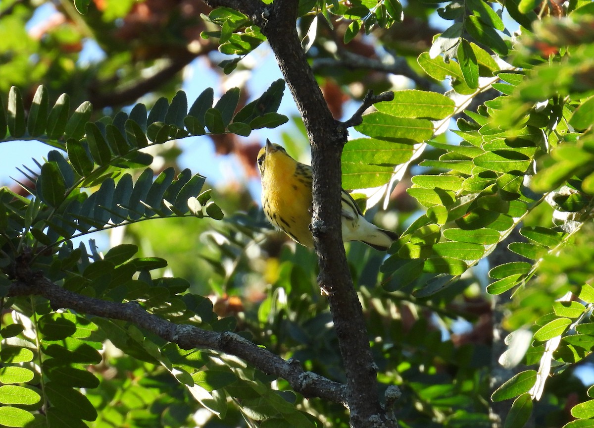 Blackburnian Warbler - ML645135938