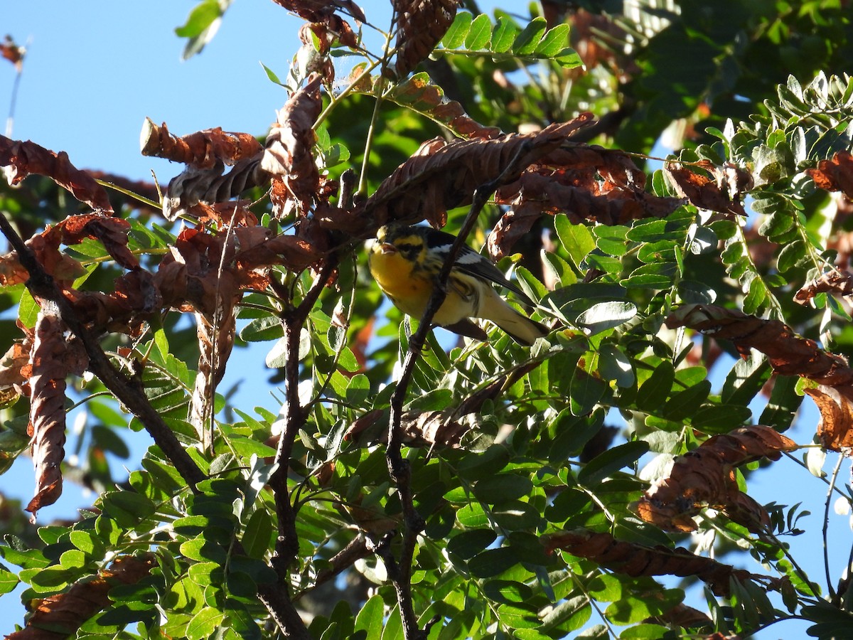 Blackburnian Warbler - ML645135940