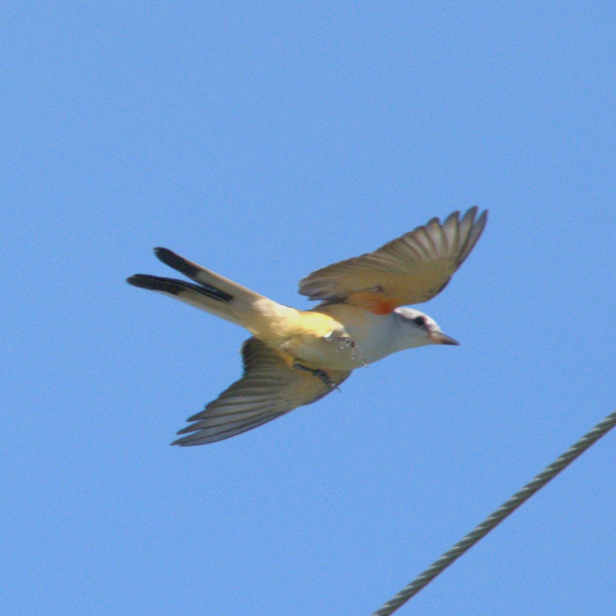 Scissor-tailed Flycatcher - ML645135950