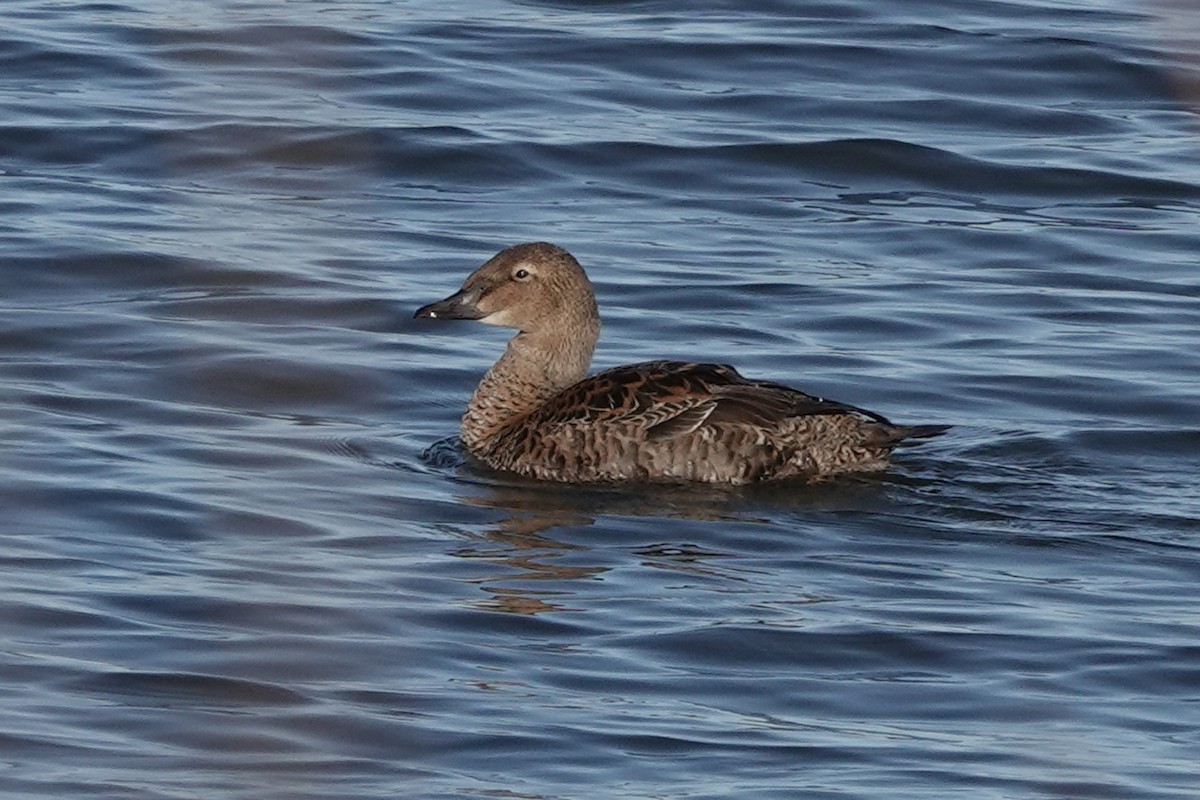 King Eider - ML645135959