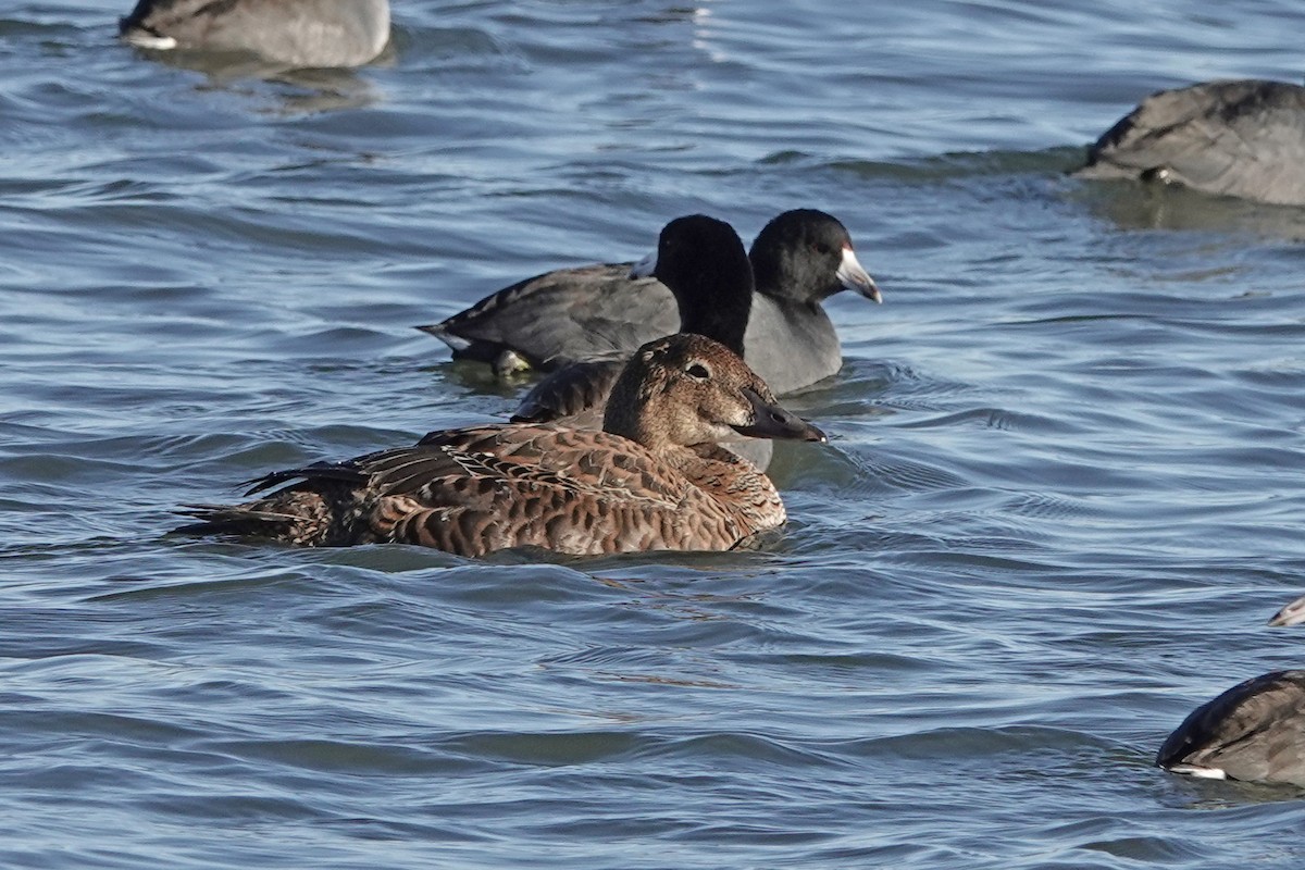 King Eider - ML645135960