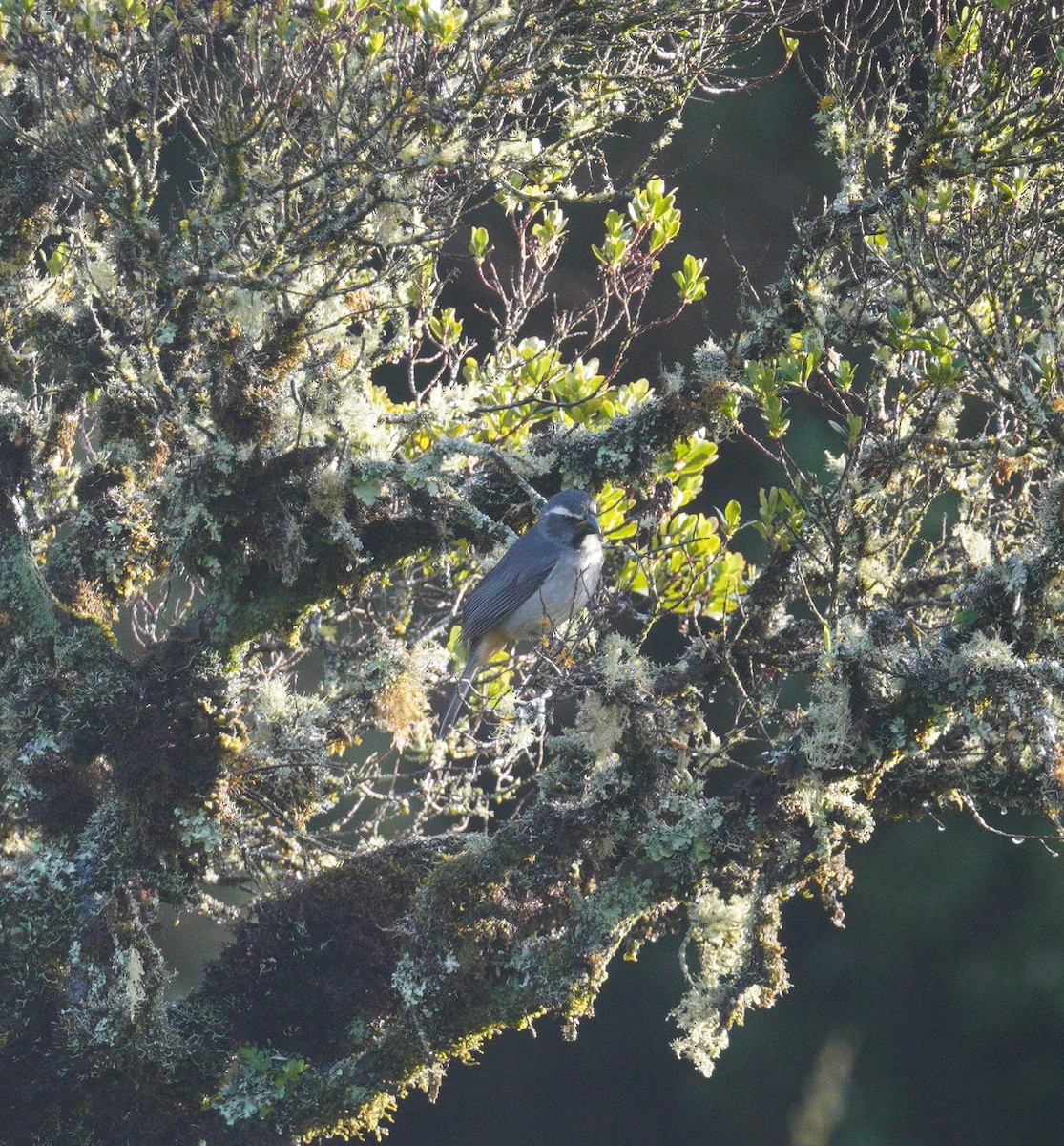 ハシブトイカル - ML645135980