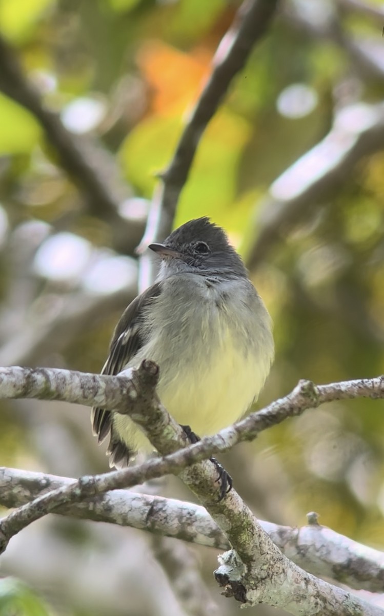Yellow-bellied Elaenia - ML645135981