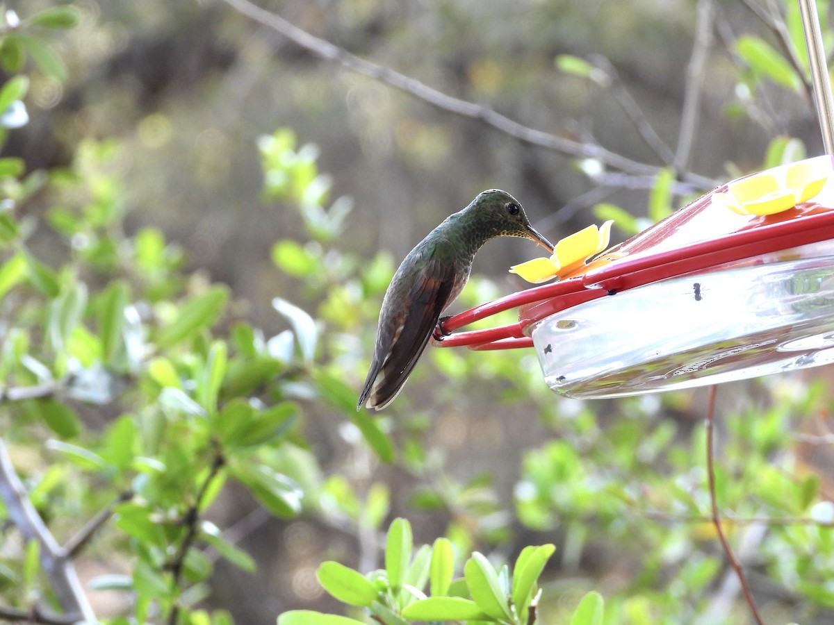 Berylline Hummingbird - ML645135982