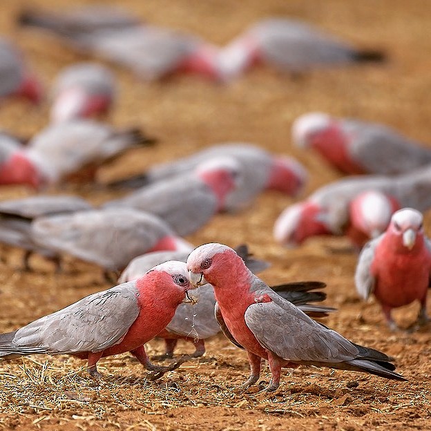 Galah - ML645135983