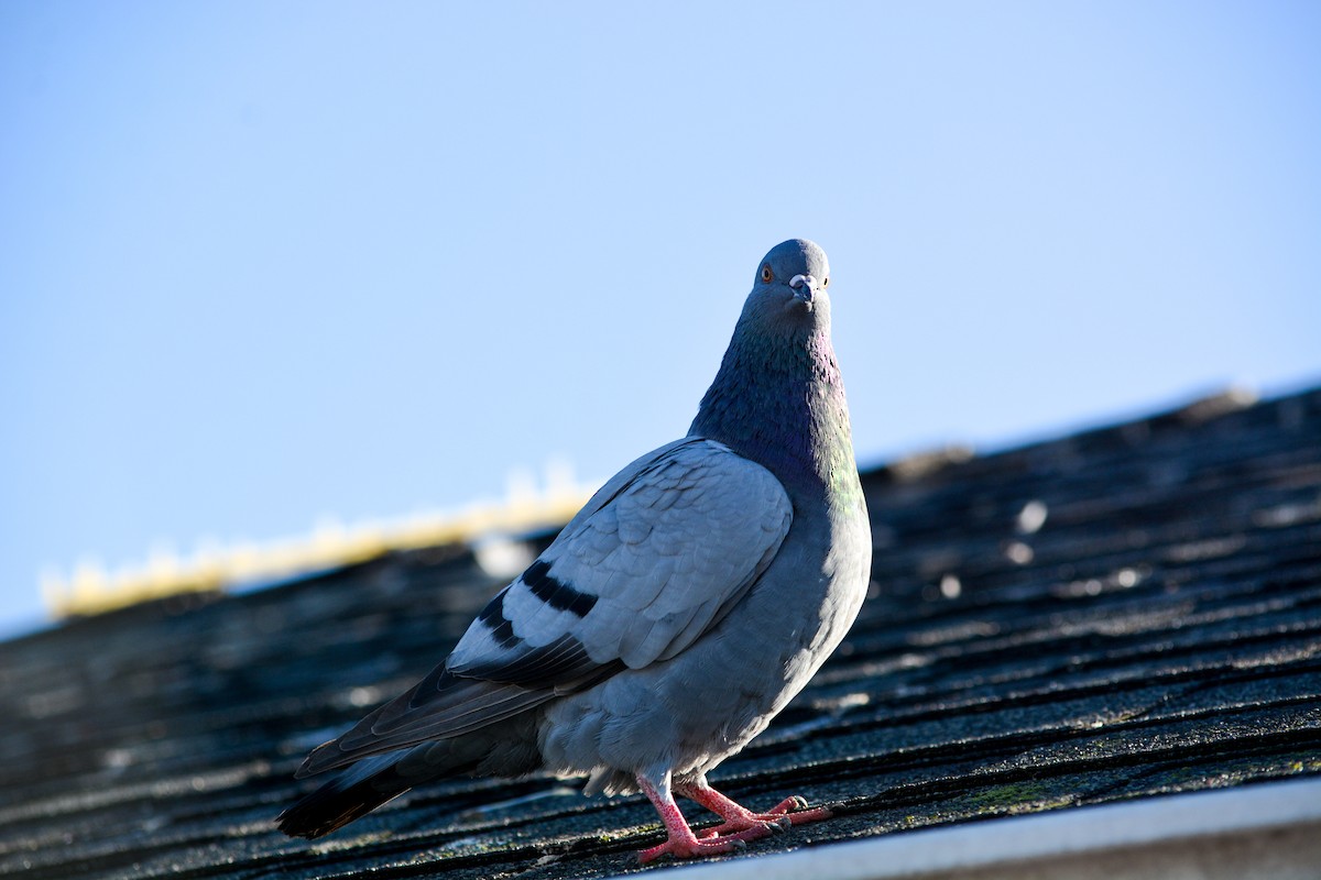 Kaya Güvercini (evcil tip) - ML645135986