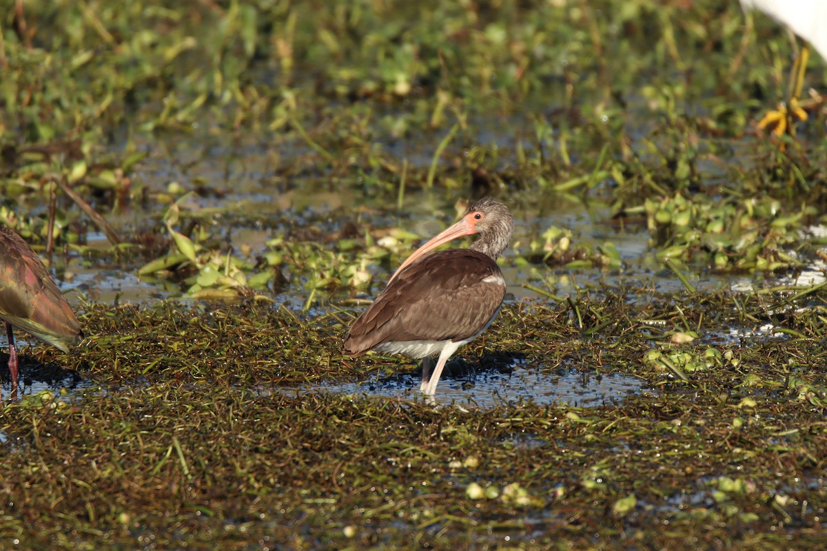 White Ibis - ML645135990