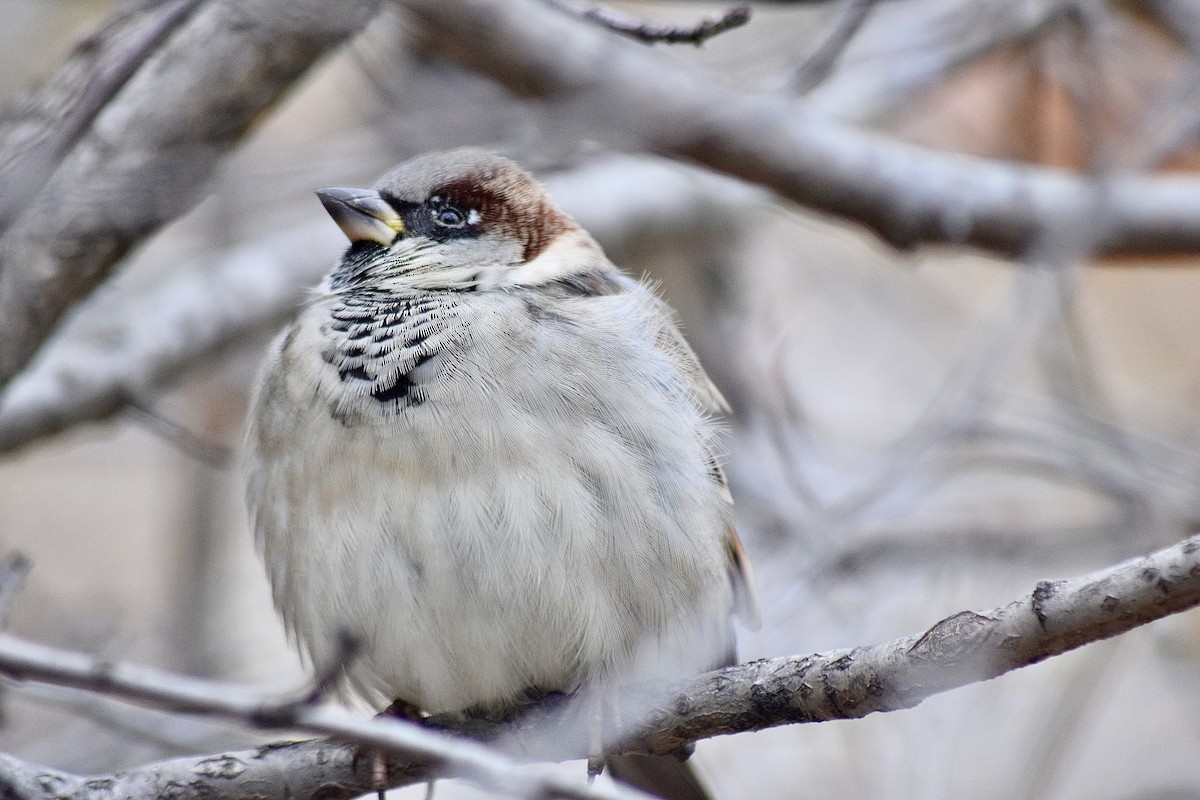 Passera oltremontana - ML645135992