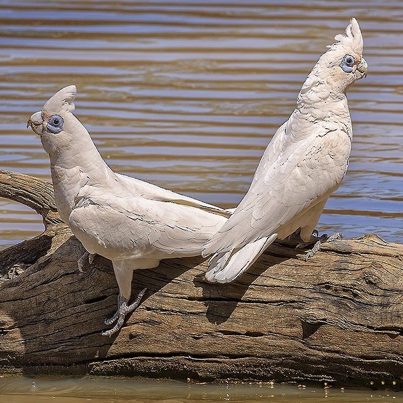 Little Corella - ML645135995
