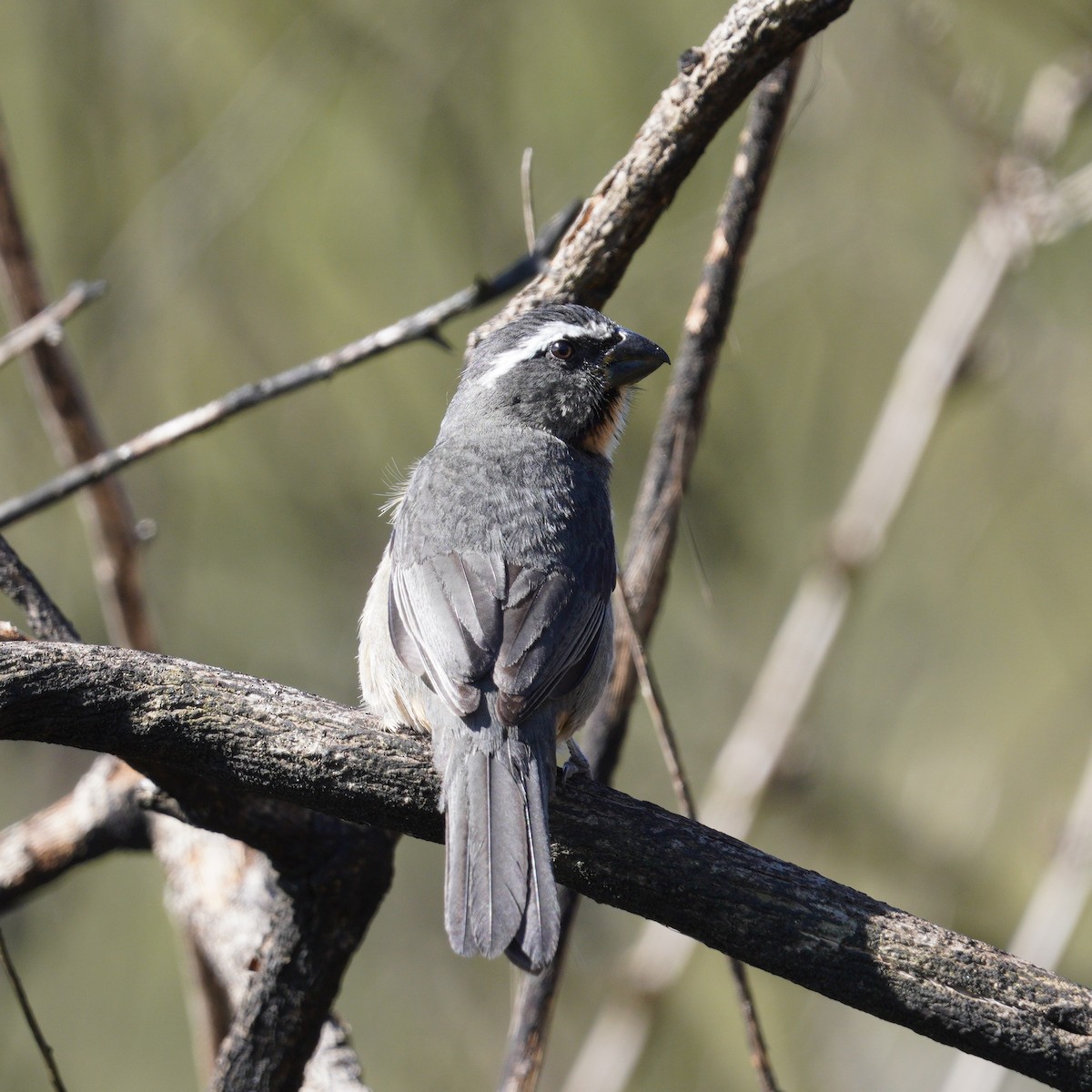 ハシブトイカル - ML645136004