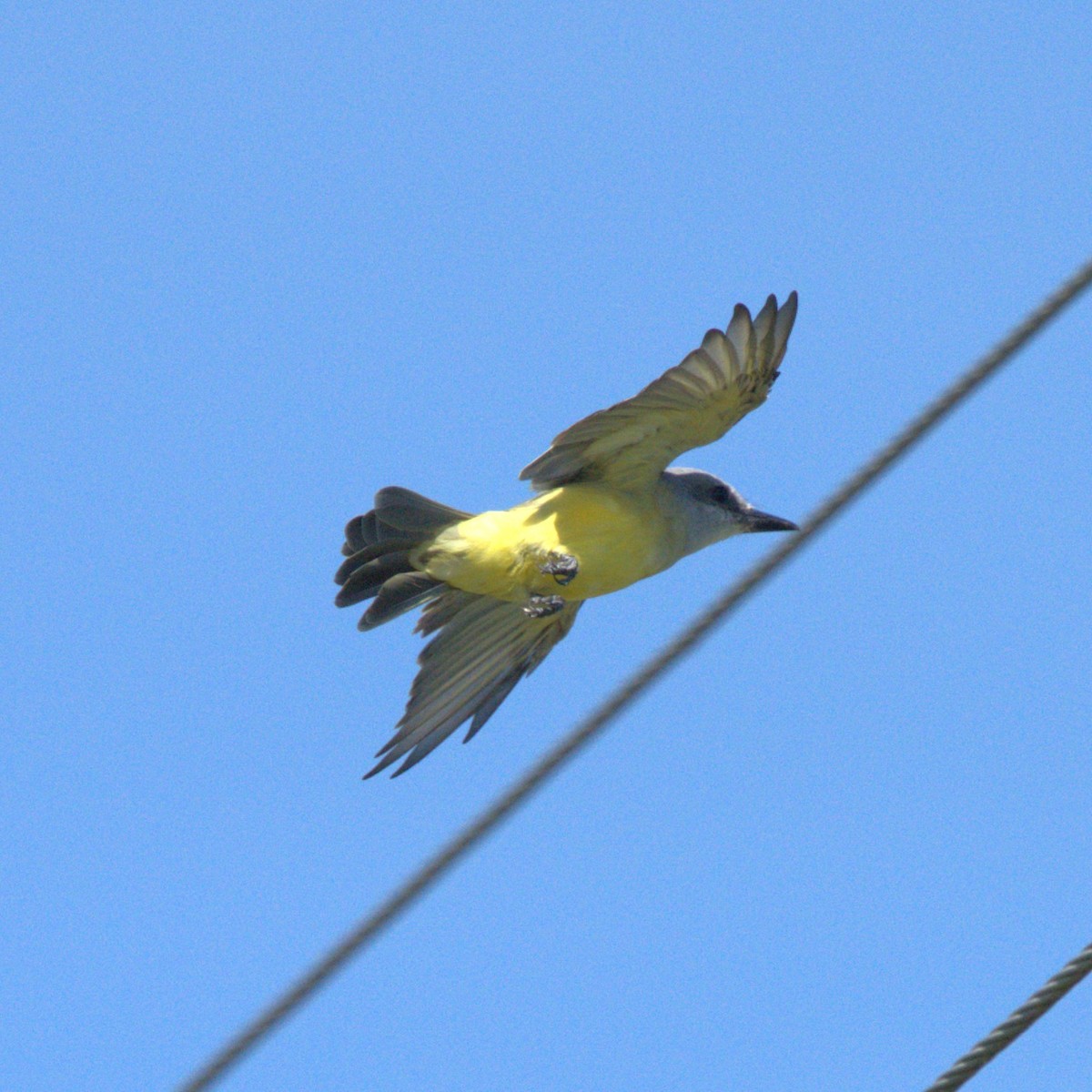 Tropical Kingbird - ML645136007