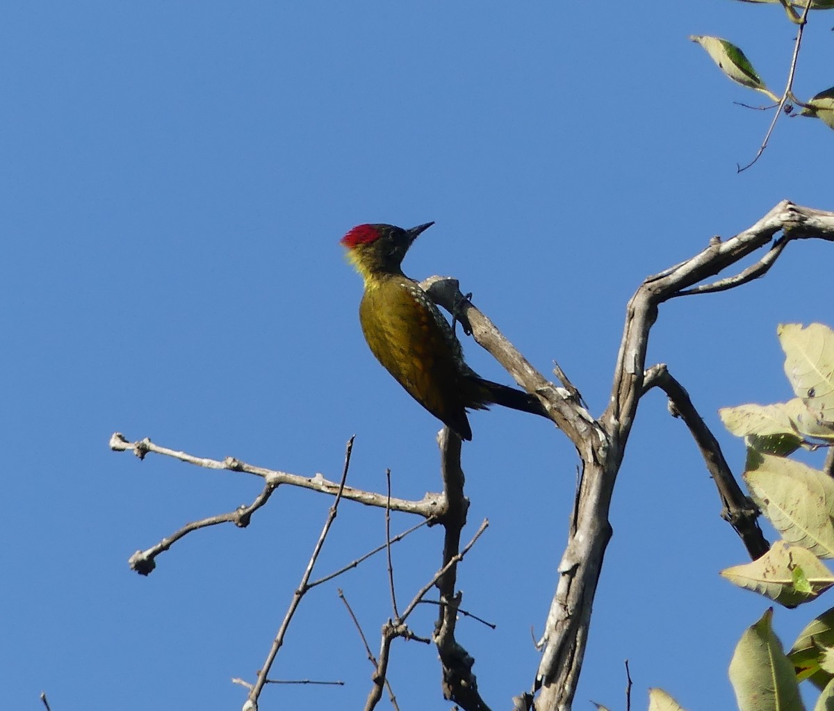 Lesser Yellownape - ML645136018