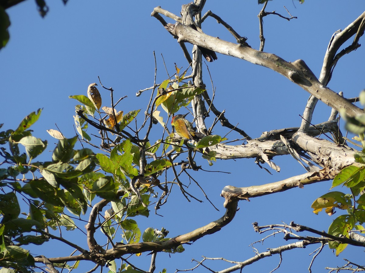 Lesser Yellownape - ML645136021