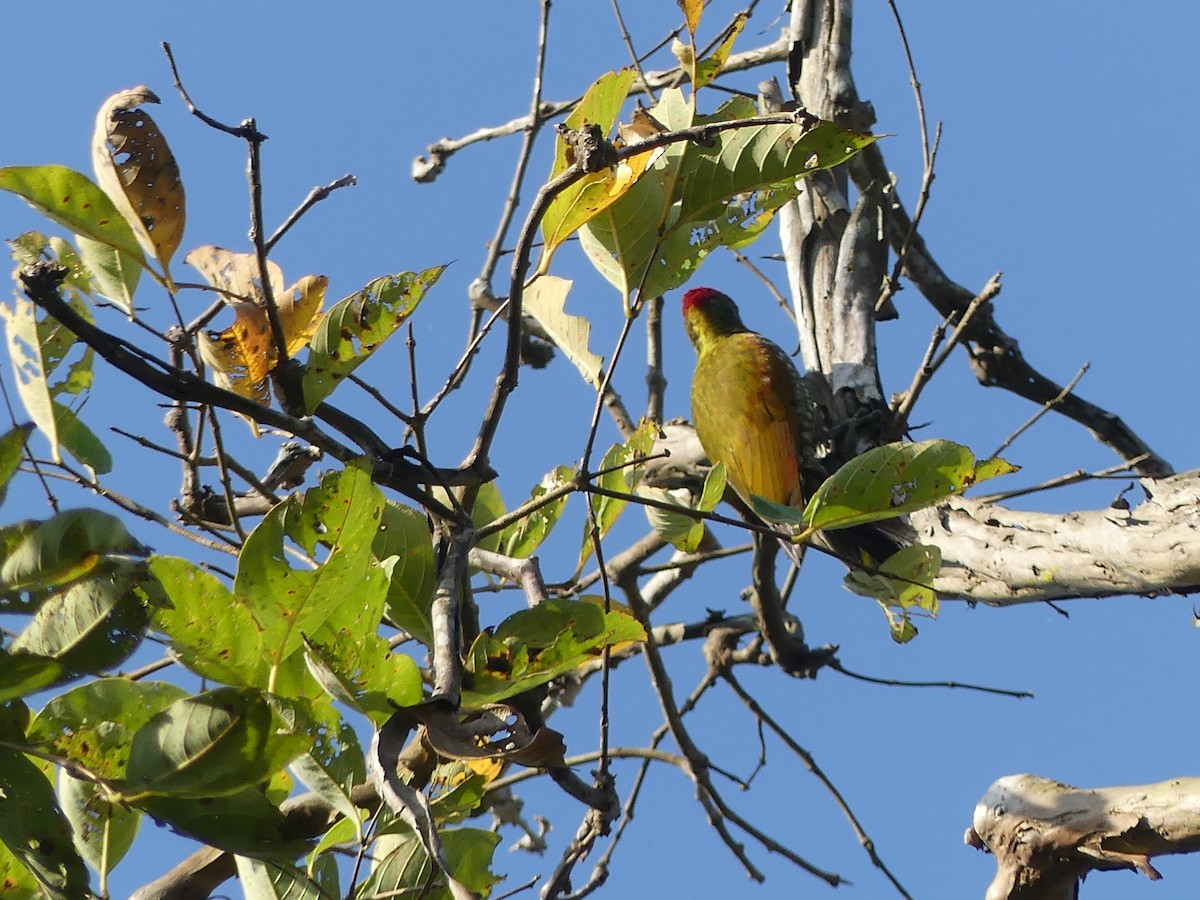 Lesser Yellownape - ML645136023