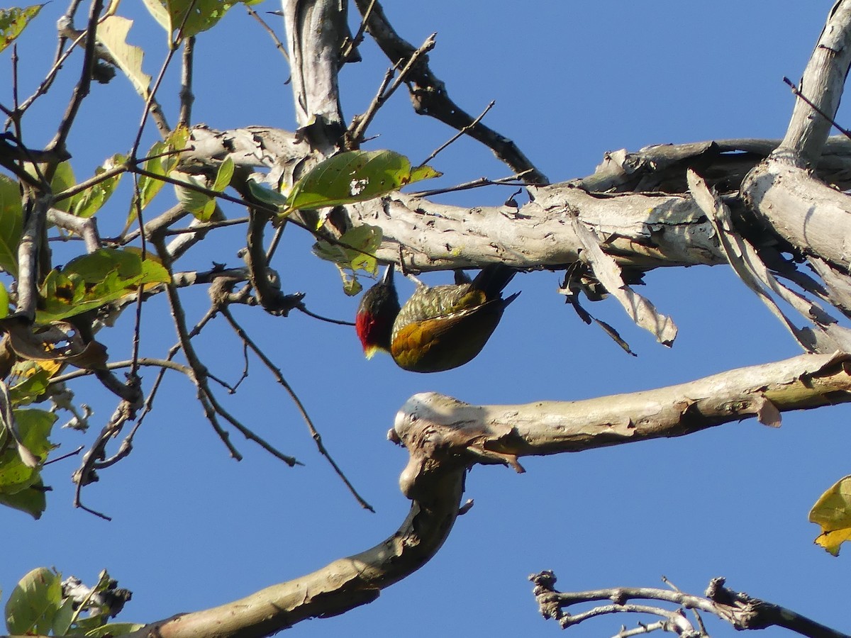 Lesser Yellownape - ML645136024