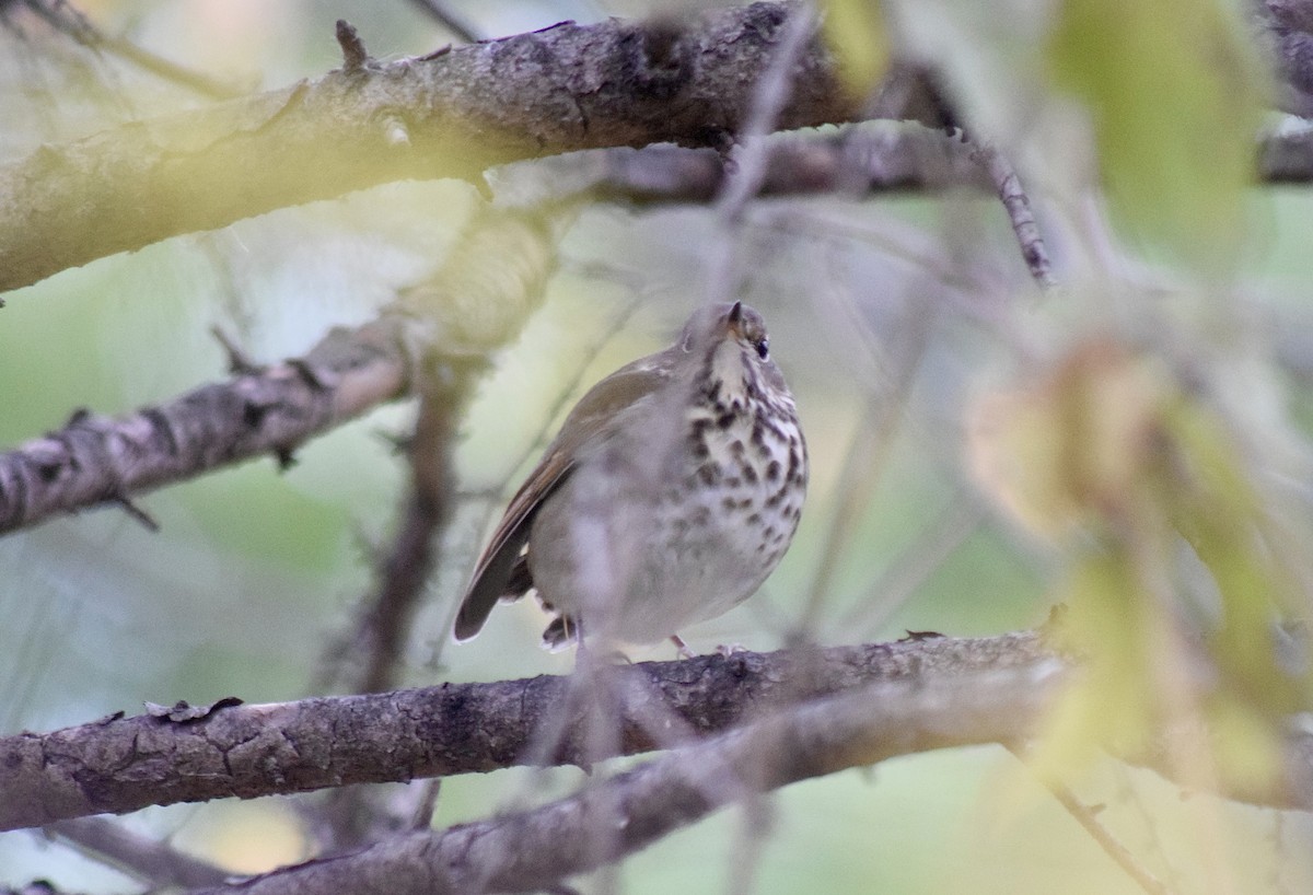 Tordo di Pallas - ML645136028