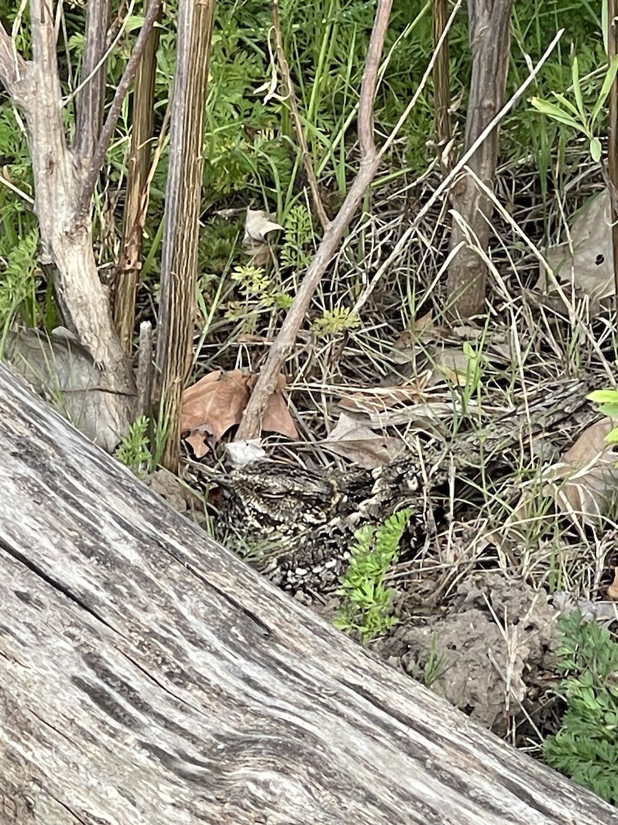 lelek nůžkoocasý - ML645136064