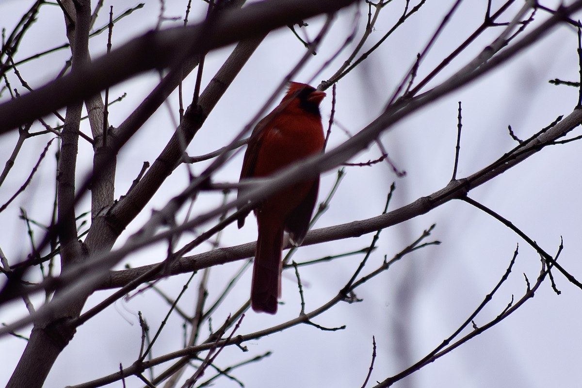 Northern Cardinal - ML645136067