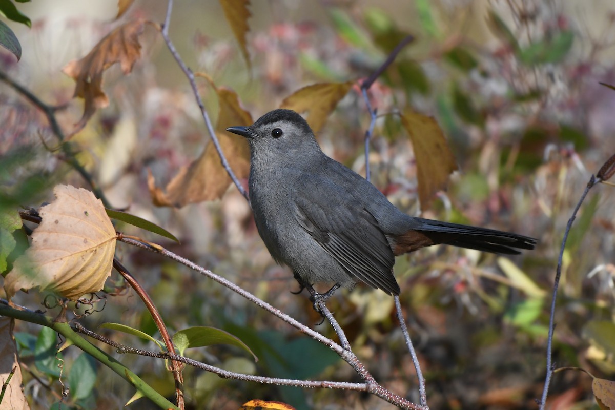 Miaulari grisa - ML645136076