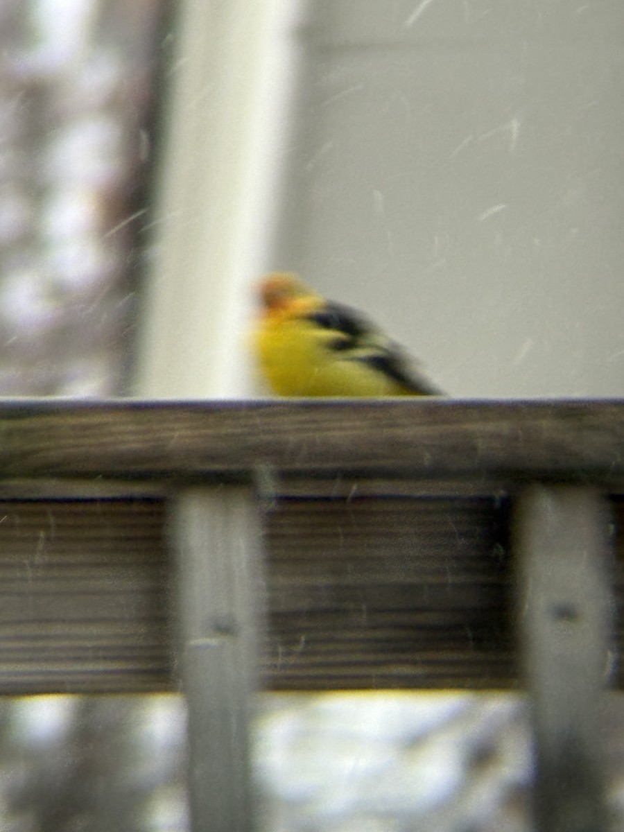 Western Tanager - ML645136092