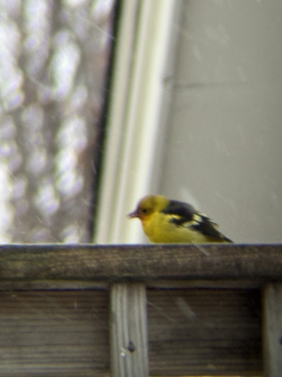 Western Tanager - ML645136093