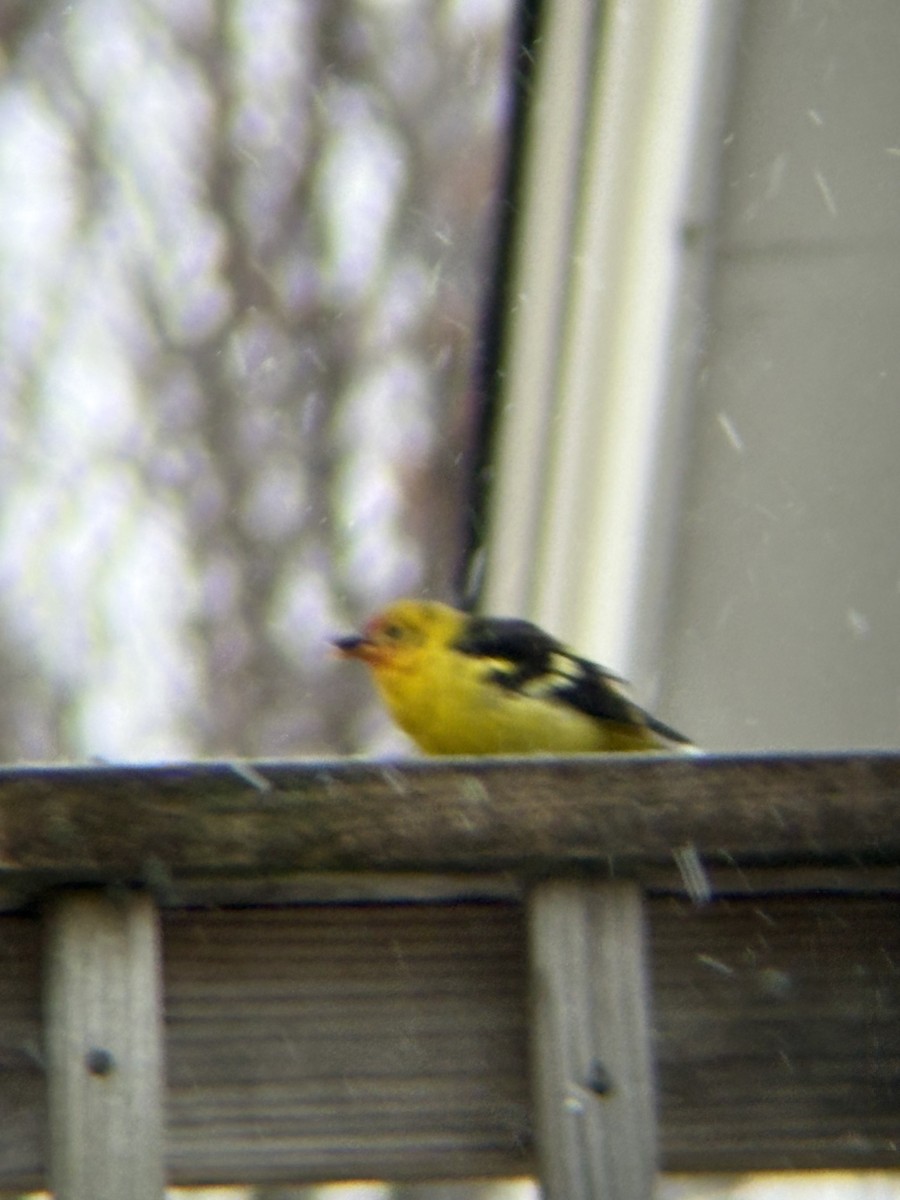 Western Tanager - ML645136094