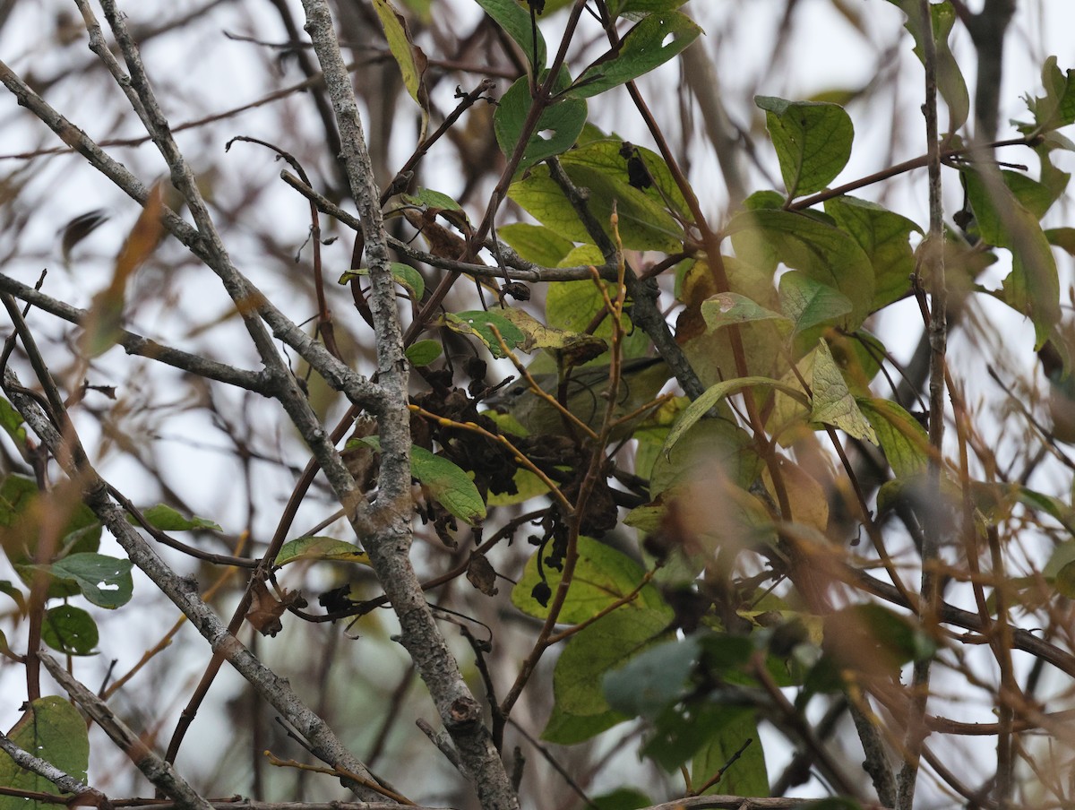 Orangefleck-Waldsänger - ML645136115
