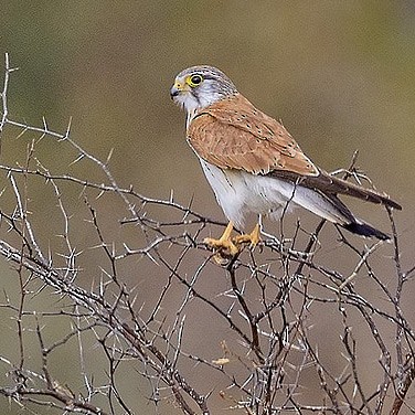 Nankeen Kestrel - ML645136116