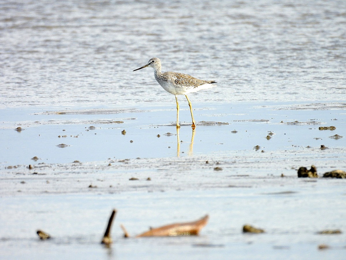 Greater Yellowlegs - ML645136118