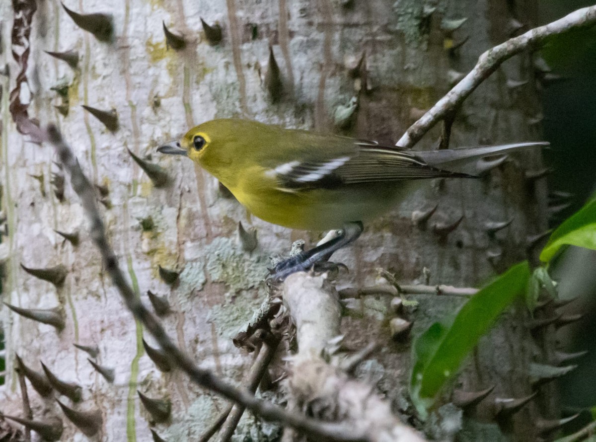 Yellow-throated Vireo - ML645136119