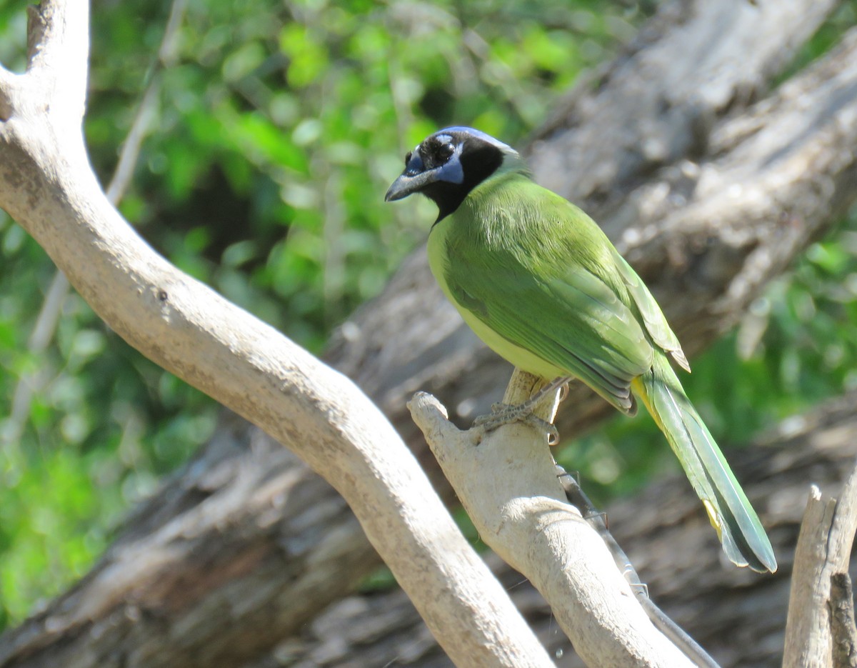 Yeşil Karga [luxuosus grubu] - ML645136127