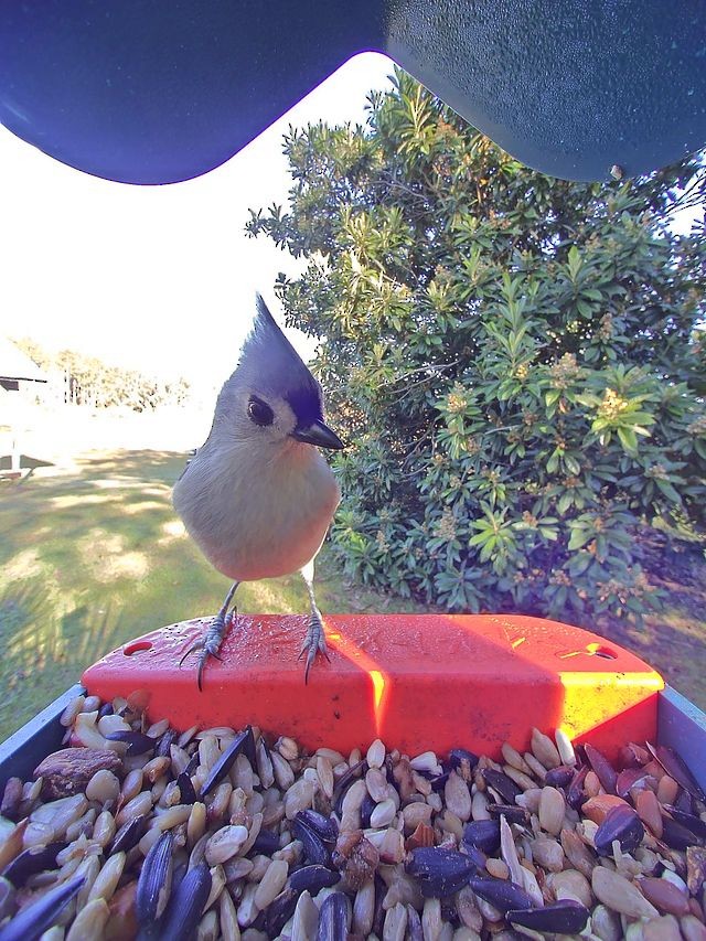 Tufted Titmouse - ML645136128