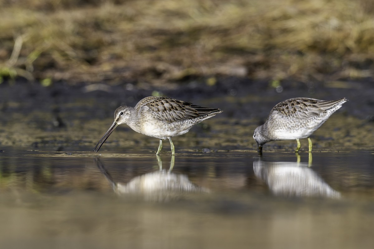 Long-billed Dowitcher - ML645136129