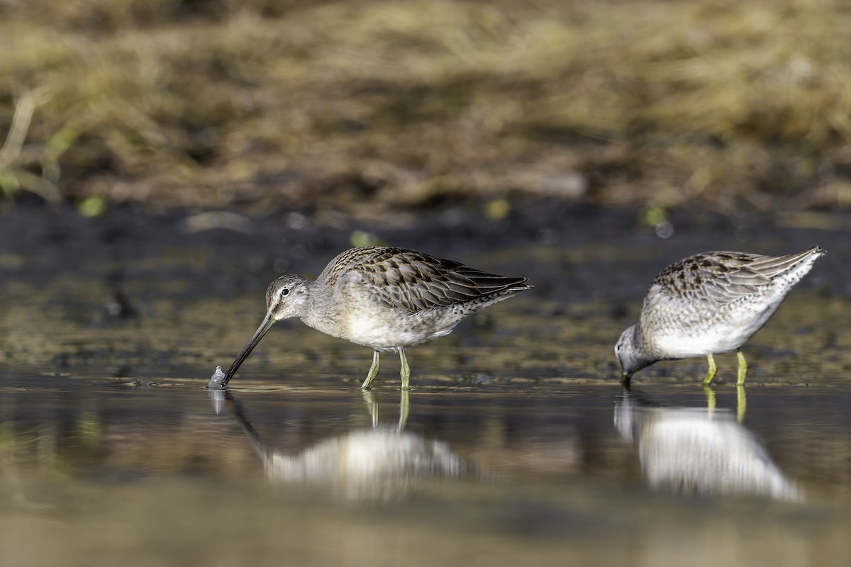 Long-billed Dowitcher - ML645136130