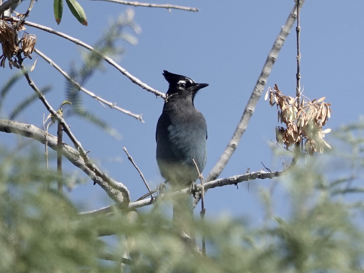 Steller's Jay - ML645136132
