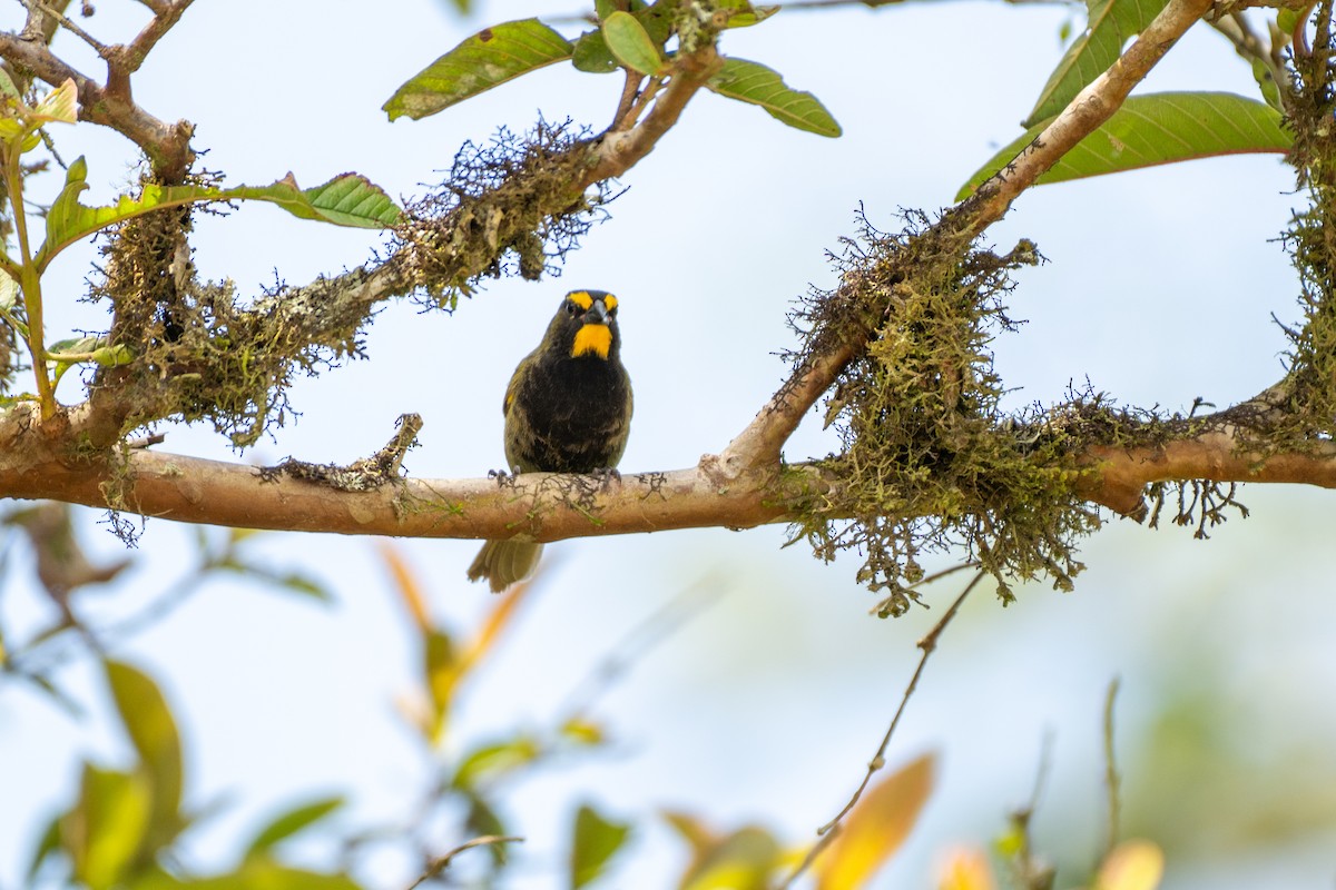 Yellow-faced Grassquit - ML645136148