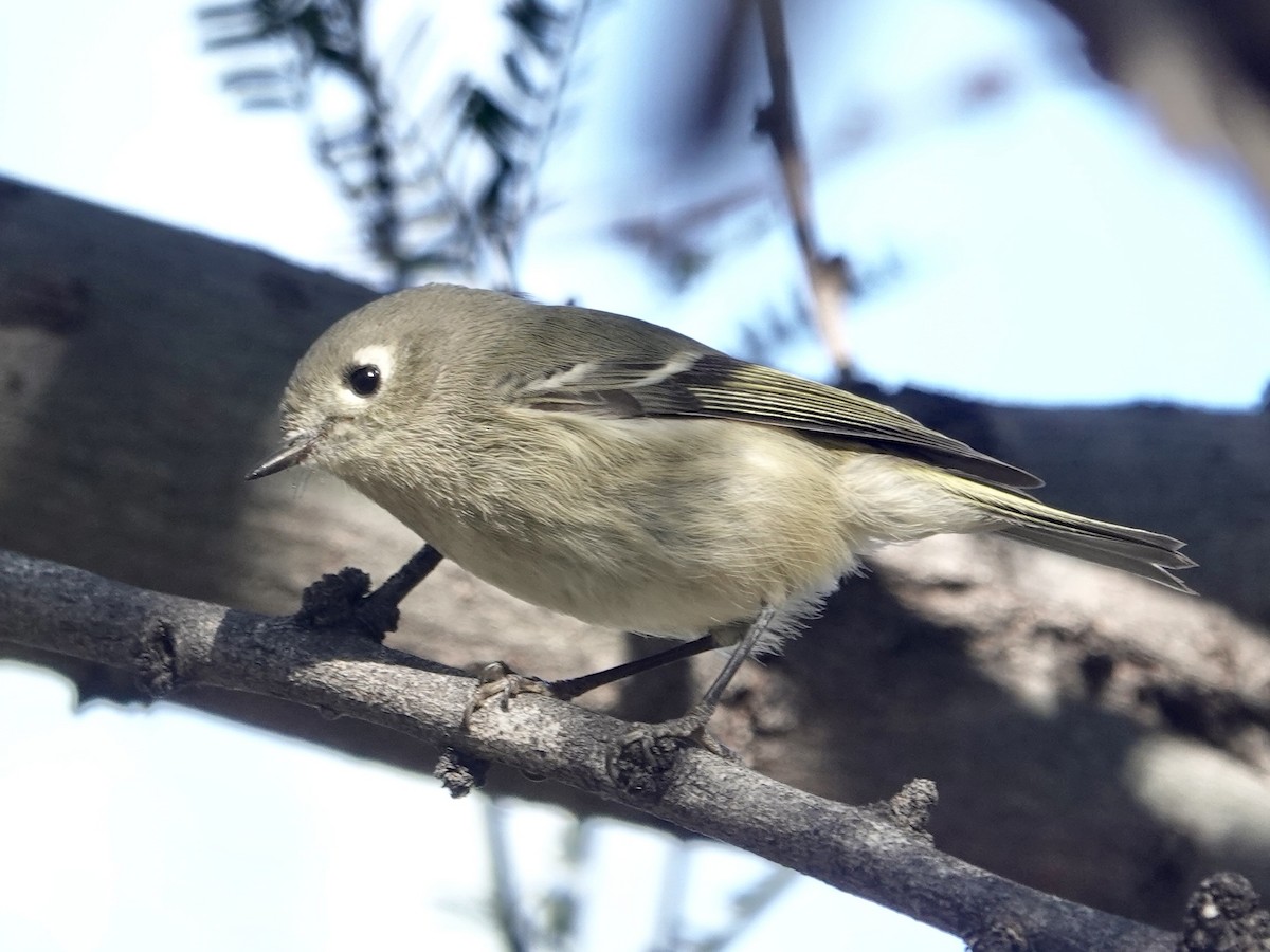 Ruby-crowned Kinglet - ML645136157