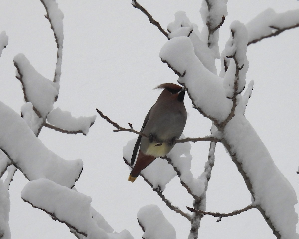 Bohemian Waxwing - ML645136172